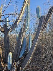 Pilosocereus pachycladus, photograph (c) Celso Henrique Varela Rios, some rights reserved (CC BY)