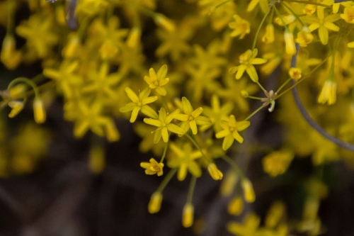 Chamaexeros fimbriata