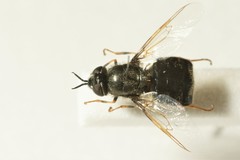 Odontomyia tigrina