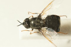 Odontomyia tigrina