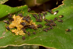 Poecilosomella