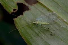 Ankylopteryx