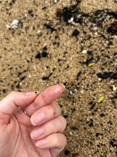 Nesobornia hawaiensis observed 2026-08-15