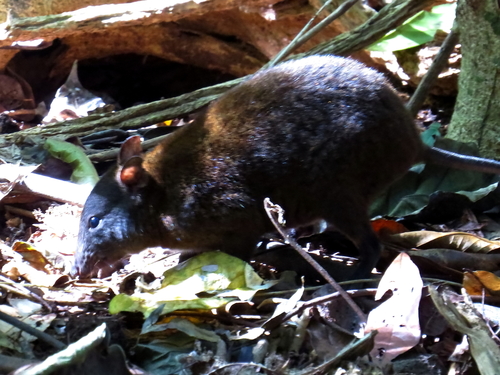 Musky 'Rat'-kangaroo