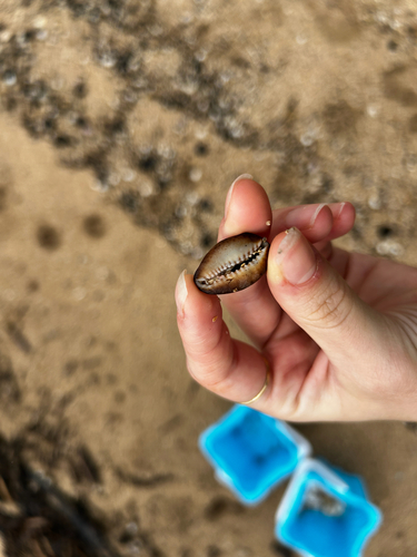 Monetaria caputserpentis observed 2026-08-15