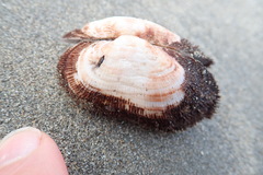Barbatia novaezealandiae