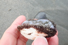 Barbatia novaezealandiae