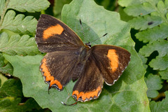 Heliophorus brahma