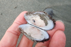 Barbatia novaezealandiae