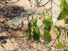 Clerodendrum floribundum, photograph author not stated, no rights reserved