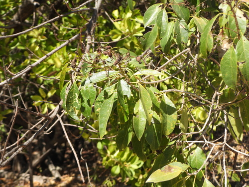 Clerodendrum floribundum, photograph 5