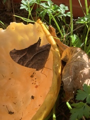 Melanitis leda bankia