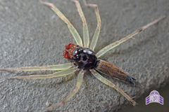 Asemonea sichuanensis