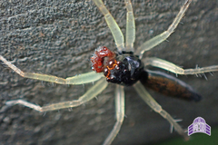 Asemonea sichuanensis