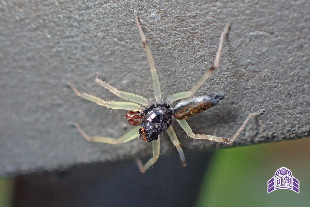Asemonea sichuanensis
