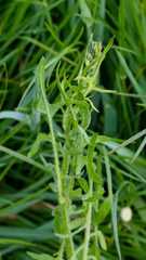 Crepis biennis