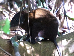 Hypsiprymnodon moschatus