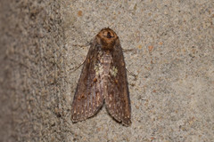 Lophoptera