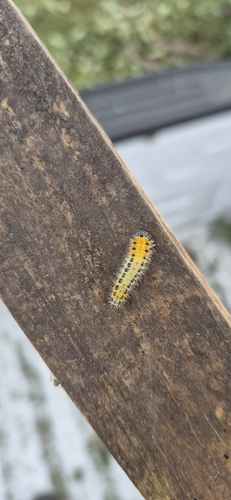 hairy poplar sawfly