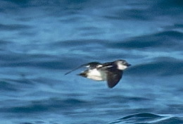 Aethia pusilla observed 2026-08-19