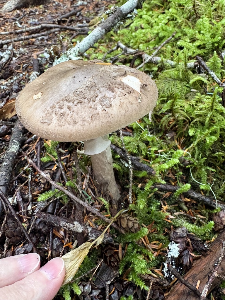 Grey-veiled Amanita · September 2026 · photo: Photo: (c) sylbobaggins, some rights reserved (CC BY) · iNaturalist