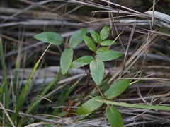 Scandia rosifolia