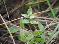 Scandia rosifolia, photograph (c) Angus Campbell, some rights reserved (CC BY)