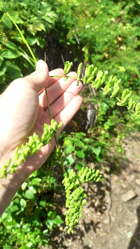Actaea cimicifuga, photograph 5