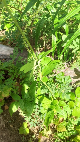 Actaea cimicifuga, photograph 6