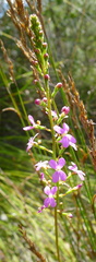 Stylidium lineare