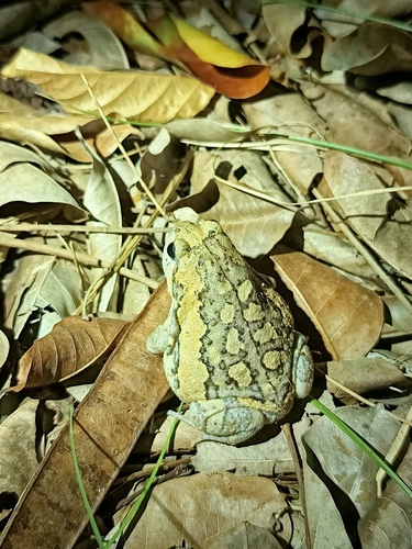 Asian Painted Frog