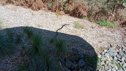 Red-bellied Black Snake