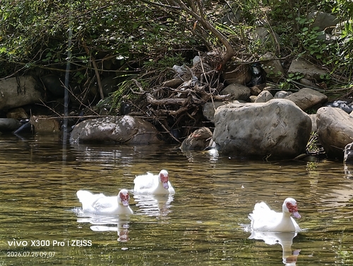 Muscovy Duck