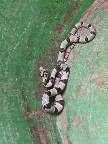 Texas Lyre Snake