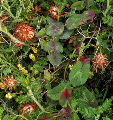 Trifolium physodes