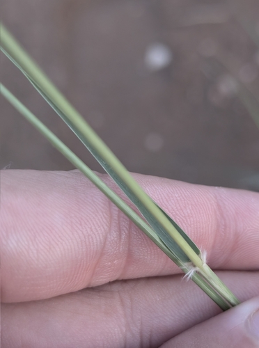 Spike Dropseed