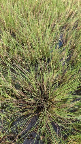 Fimbristylis polytrichoides observed 2026-09-02