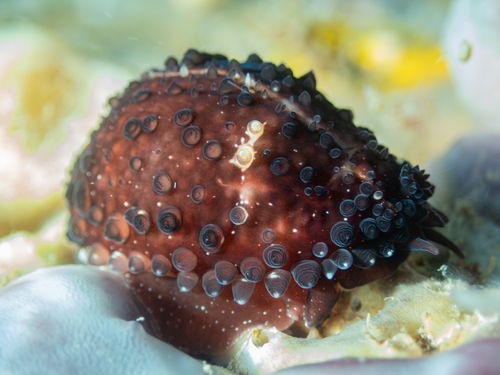 Cypraea staphylaea observed 2026-09-05
