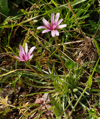 Pseudopodospermum phaeopappum