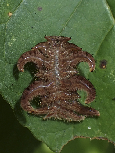 Hag Moth