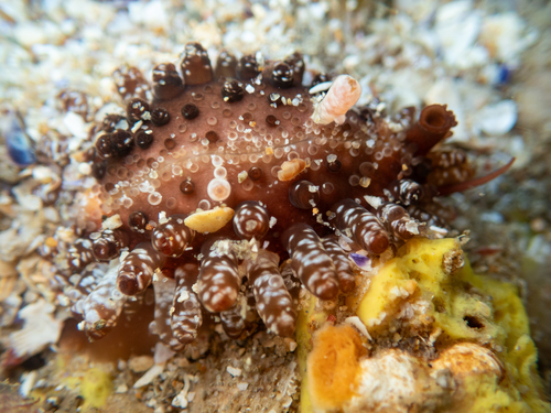 Cypraea limacina observed 2026-09-05