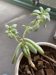 Pachyphytum