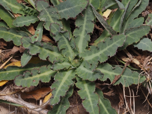Sonchus megalocarpus, 2026-09-05