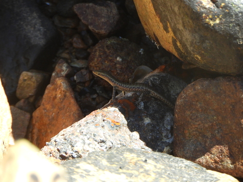 Cryptoblepharus litoralis, 2026-09-05