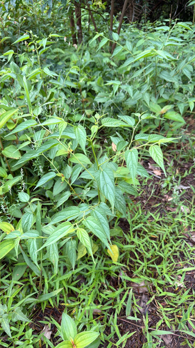 Trema cannabina observed 2026-09-01