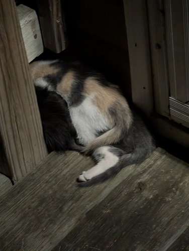Domestic Cat