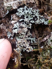 Physconia perisidiosa