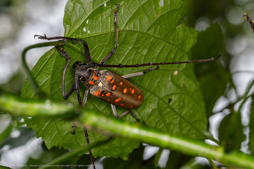 Batocera victoriana