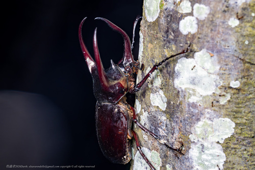 Atlas Beetle