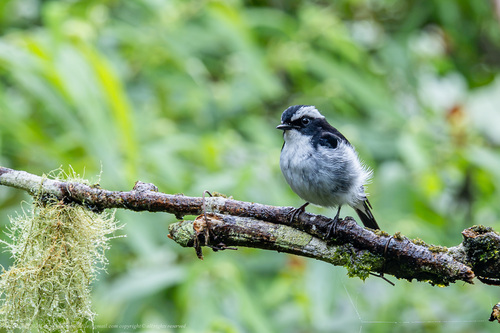 Little Pied Flycatcher